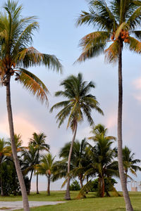 Coconut palm trees against sky