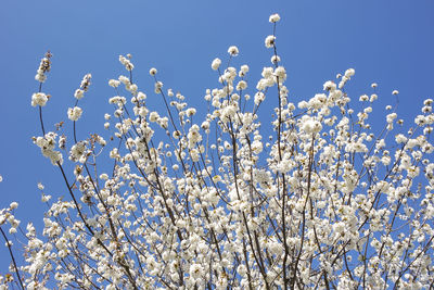 Low angle view of white flowering plants against blue sky