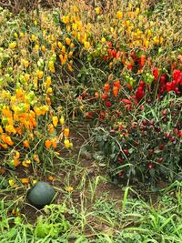 Close-up of yellow flowering plants on field