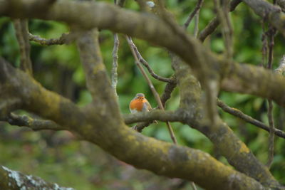 Bird perching on branch