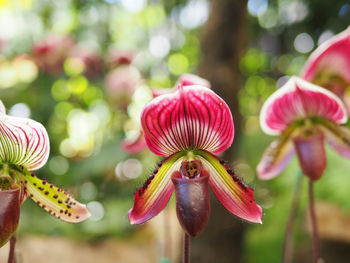 Close-up of flowers blooming outdoors