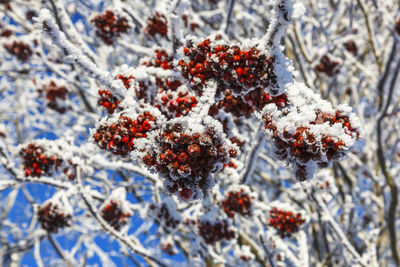 Close-up of frozen plant