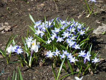 High angle view of purple crocus flowers blooming on field