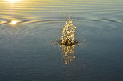 Jellyfish in lake