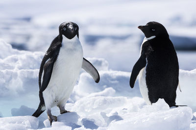 Adelie penguin on fast ice in antarctica.