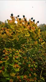 Close-up of bird on plant against sky