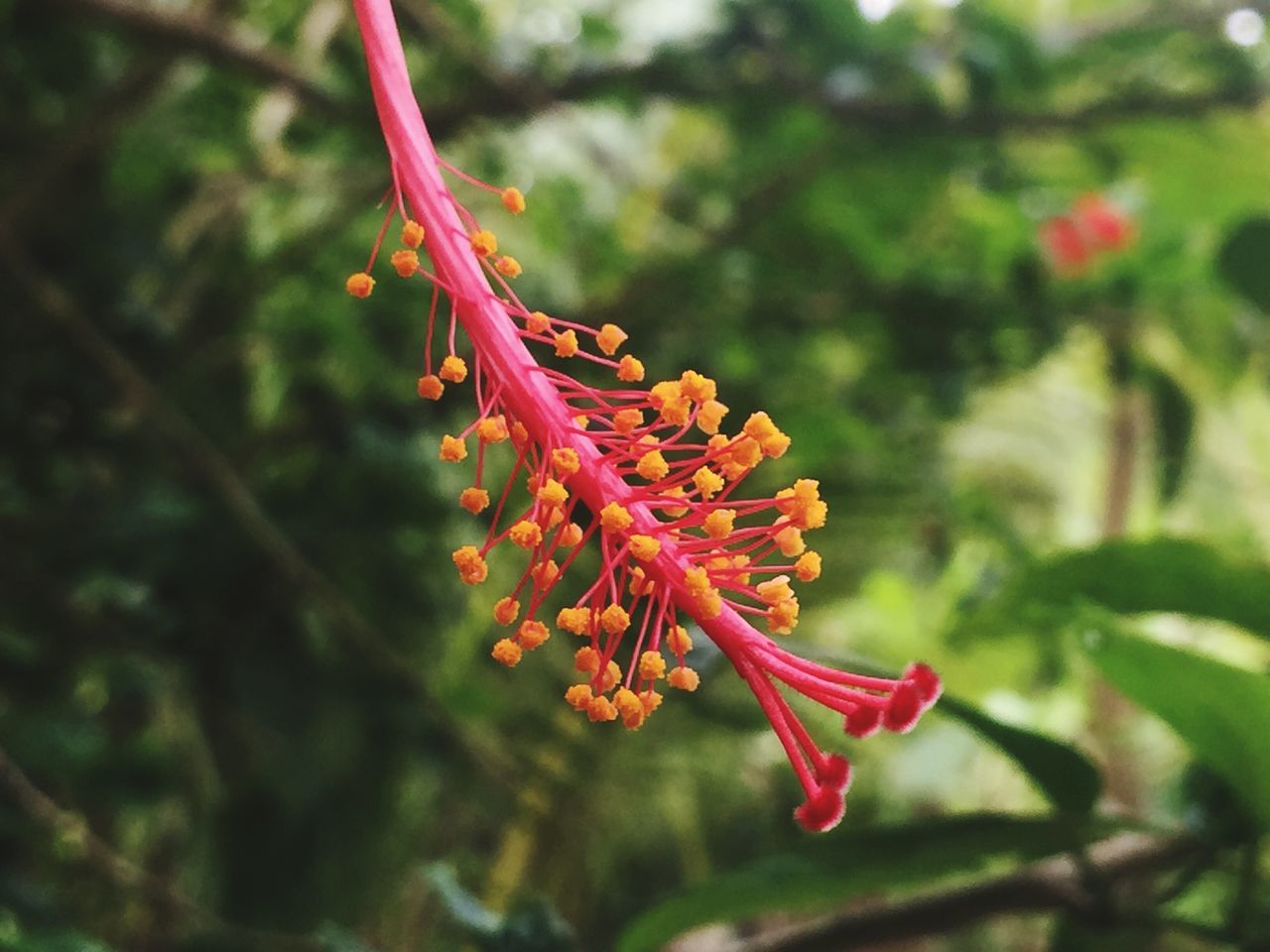 nature, beauty in nature, focus on foreground, growth, fragility, close-up, freshness, plant, no people, red, outdoors, day, flower, animal themes, flower head