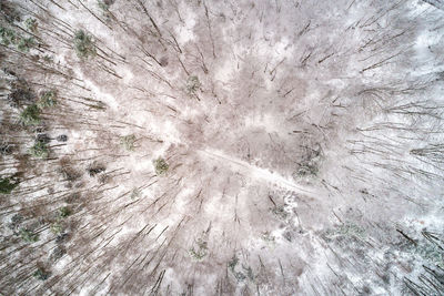 Full frame shot of trees