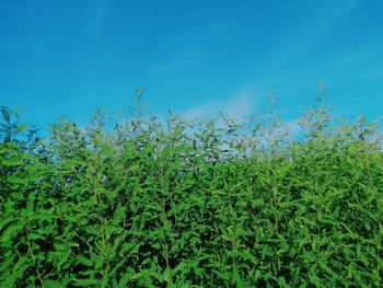 Close-up of plants growing on field against blue sky