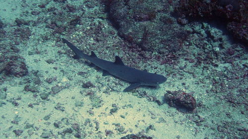 High angle view of shark swimming in sea