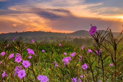 Purple flowering plants on land against sky during sunset