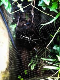 Close-up of spider web