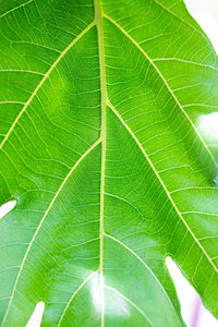 Close-up of green leaves