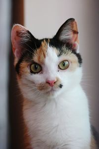 Close-up portrait of a tricolour cat