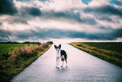 Border collie on road amidst field against cloudy sky