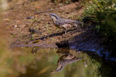 Bird perching on a lake