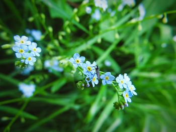 Close-up of white flowers