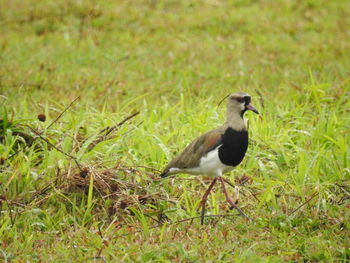 Bird perching on grass