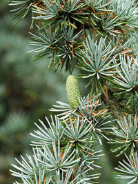 Little cone forming on a blue atlas cedar tree, cedrus atlantica glauca