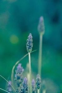 Close-up of plant against blue sky