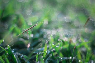 Close-up of water drops on plant during rainy season