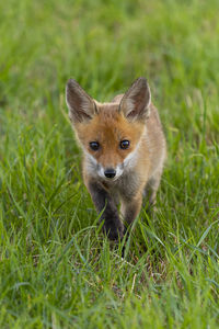 Fox standing on grassy field