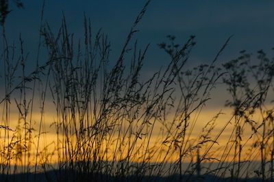 Close-up of stalks in field against sunset sky