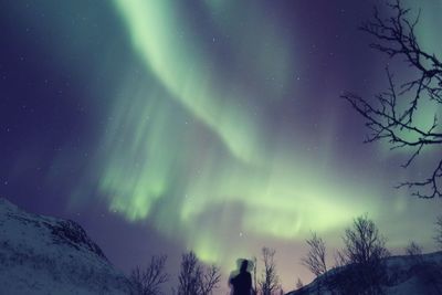 Low angle view of trees against sky at night