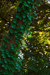Low angle view of tree in forest