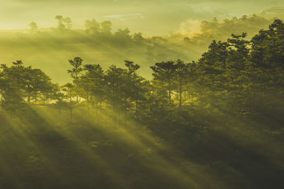 Trees on field against sky