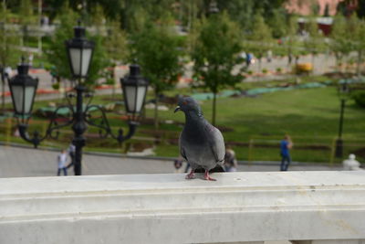 Pigeon perching on retaining wall