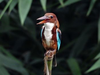 Wandered kingfisher 