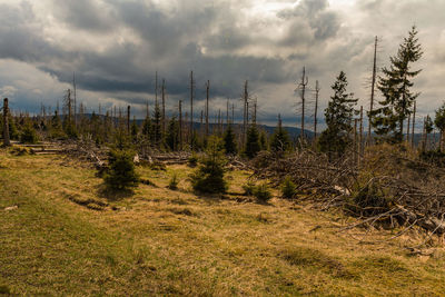 Plants growing on land against sky