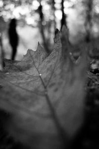 Close-up of leaves on tree trunk