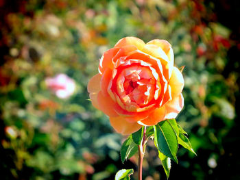 Close-up of red rose