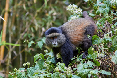 View of a monkey