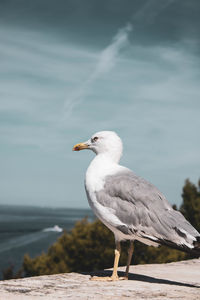 Seagull perching on wood against sea