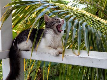Cat yawning by palm tree