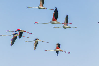 Low angle view of birds flying