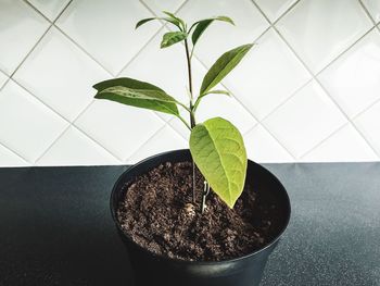 Close-up of potted plant against wall