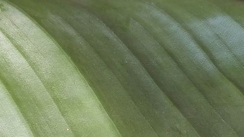 Full frame shot of green leaves