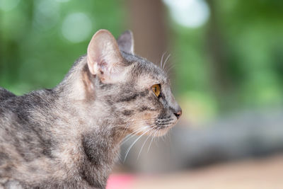 Close-up of a cat looking away