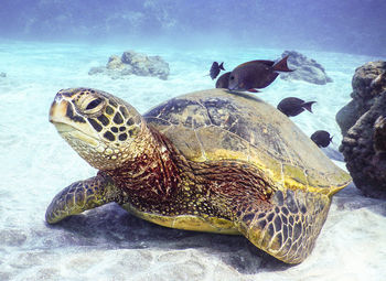 Turtle in a sea