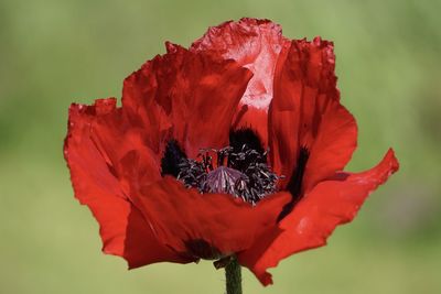 Close-up of red poppy flower