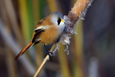 Close-up of bird perching on twig