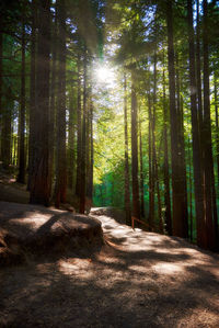 View of trees in forest