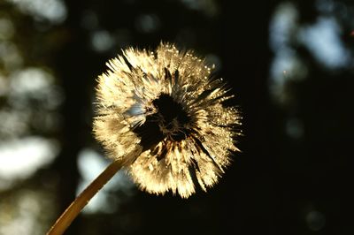 Close-up of dandelion flower