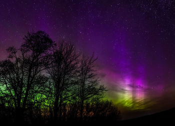 Low angle view of silhouette trees against sky at night