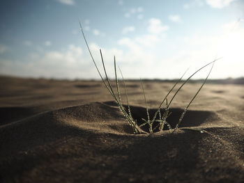 Close-up of plant on sand at beach against sky