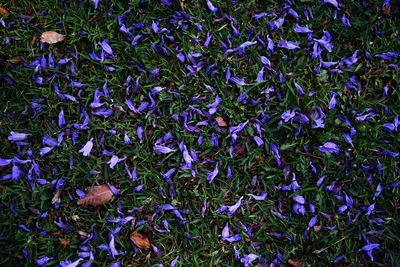 Full frame shot of blue flowers